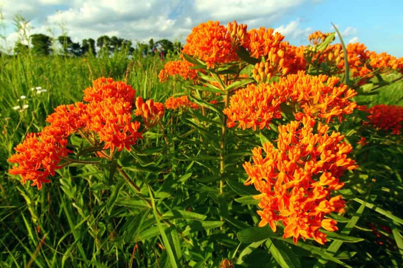 21 Warm-Toned Plants to Plan Your Dream Spring Garden (Landscaper-Approved)