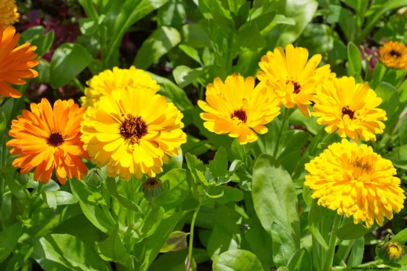 21 Warm-Toned Plants to Plan Your Dream Spring Garden (Landscaper-Approved)