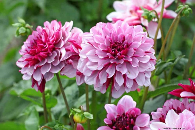 21 Warm-Toned Plants to Plan Your Dream Spring Garden (Landscaper-Approved)