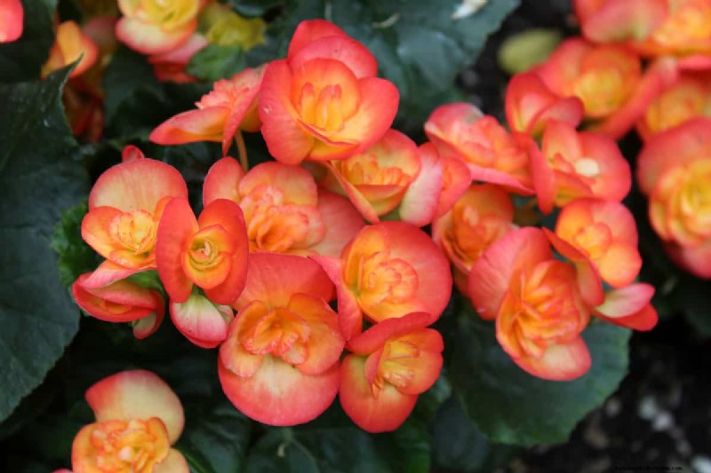 21 Warm-Toned Plants to Plan Your Dream Spring Garden (Landscaper-Approved)