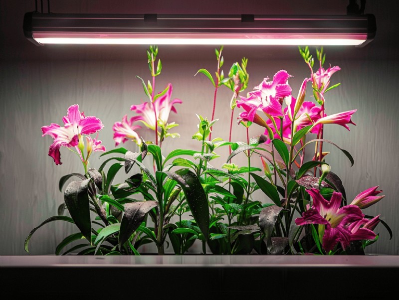 14 Expert‑Backed Ways to Maximize Grow Light Strips for Indoor Gardening
