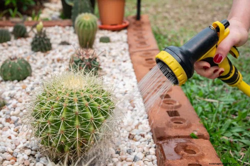 7 Expert‑Backed Solutions to Keep Plants Thriving in Dry Heat