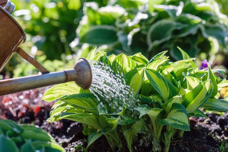 7 Expert‑Backed Solutions to Keep Plants Thriving in Dry Heat