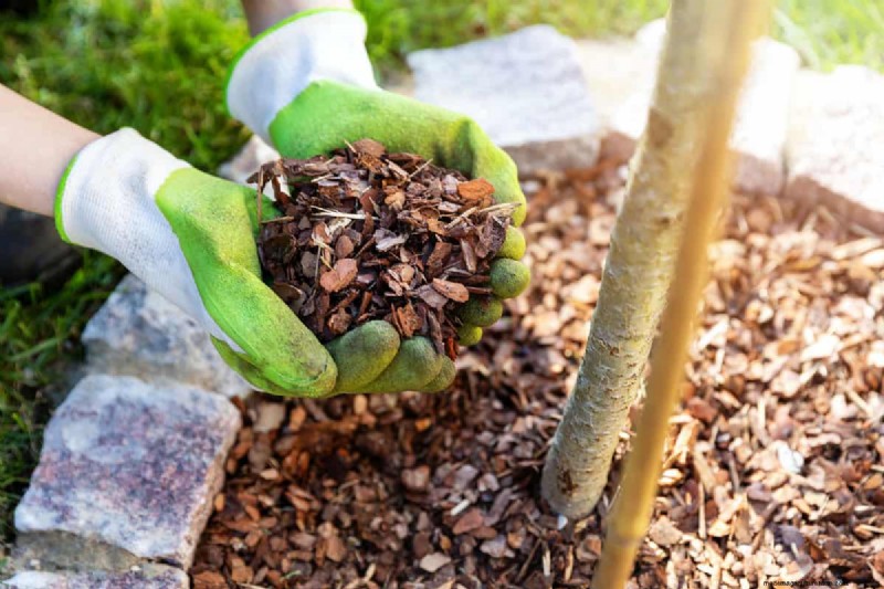 7 Expert‑Backed Solutions to Keep Plants Thriving in Dry Heat
