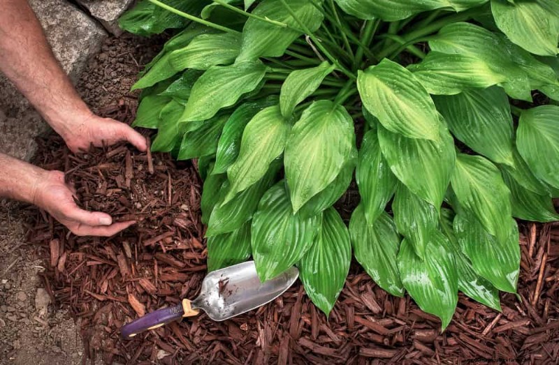 7 Expert‑Backed Solutions to Keep Plants Thriving in Dry Heat