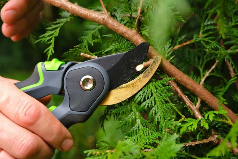 7 Expert‑Backed Solutions to Keep Plants Thriving in Dry Heat