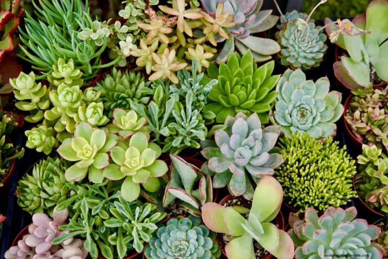 7 Expert‑Backed Solutions to Keep Plants Thriving in Dry Heat