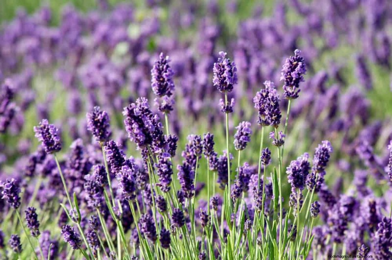 7 Expert‑Backed Solutions to Keep Plants Thriving in Dry Heat