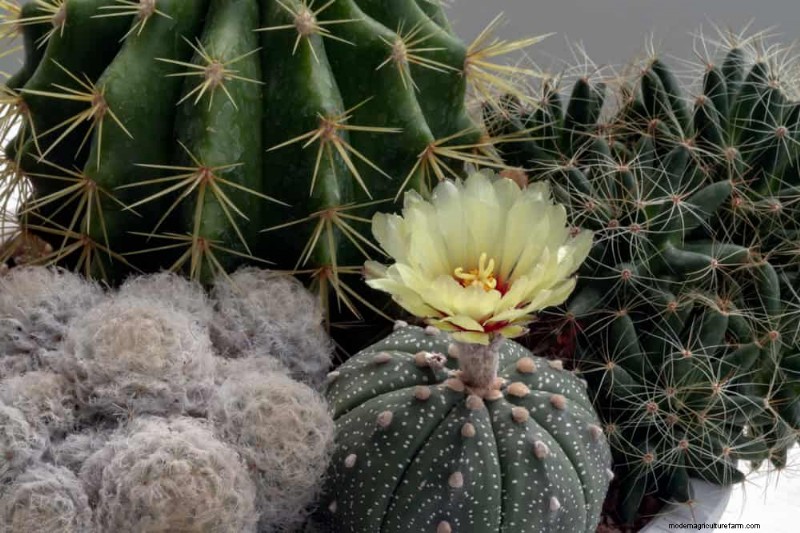 7 Expert‑Backed Solutions to Keep Plants Thriving in Dry Heat