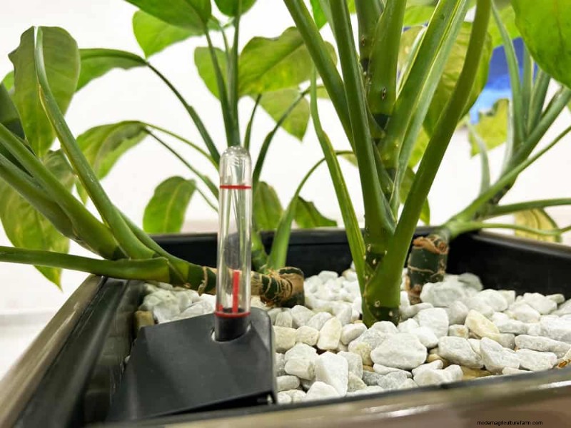 7 Expert‑Backed Solutions to Keep Plants Thriving in Dry Heat