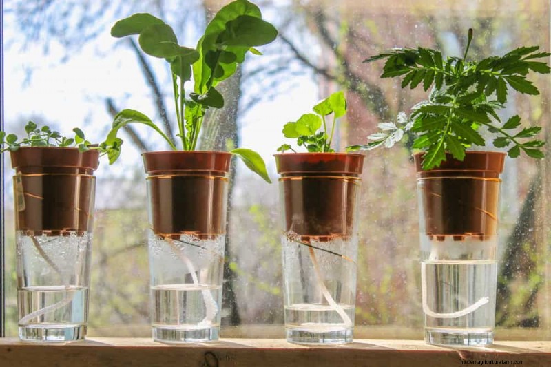 7 Expert‑Backed Solutions to Keep Plants Thriving in Dry Heat