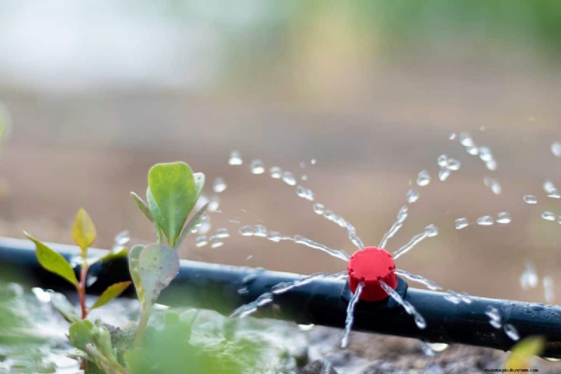 7 Expert‑Backed Solutions to Keep Plants Thriving in Dry Heat