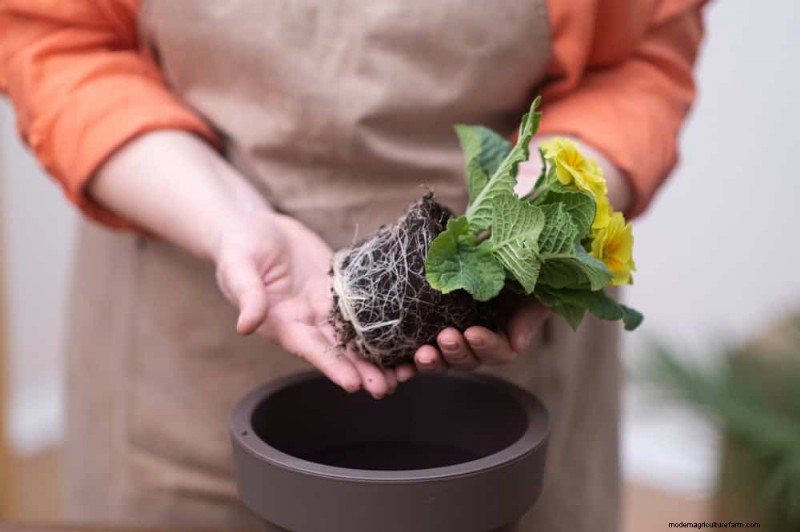 11 Proven Strategies to Keep Your New‑Year Gifted Plants Thriving All Year