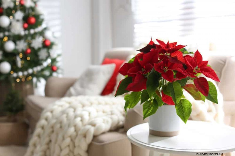 11 Proven Strategies to Keep Your New‑Year Gifted Plants Thriving All Year
