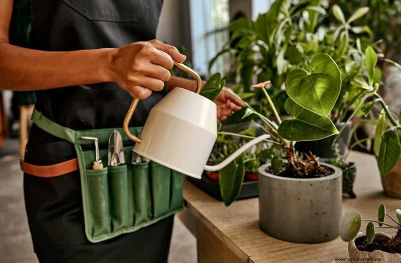 11 Proven Strategies to Keep Your New‑Year Gifted Plants Thriving All Year