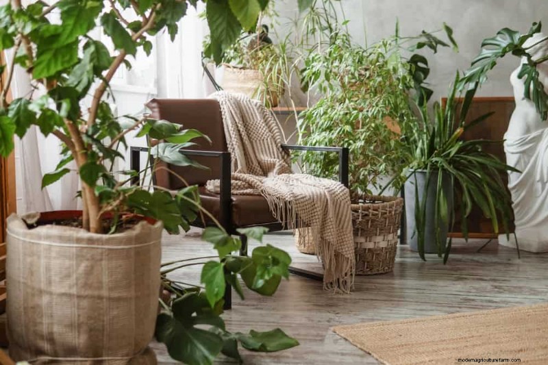 11 Proven Strategies to Keep Your New‑Year Gifted Plants Thriving All Year