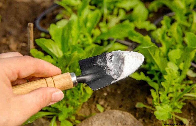 11 Proven Strategies to Keep Your New‑Year Gifted Plants Thriving All Year