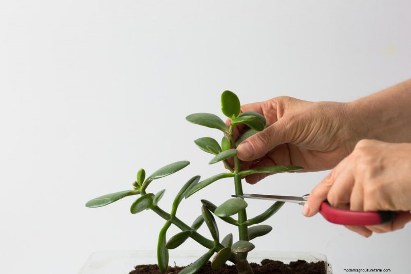 11 Proven Strategies to Keep Your New‑Year Gifted Plants Thriving All Year