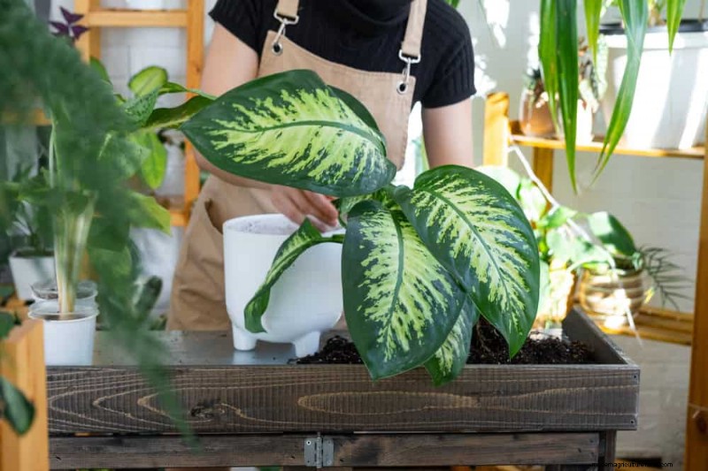 11 Proven Strategies to Keep Your New‑Year Gifted Plants Thriving All Year