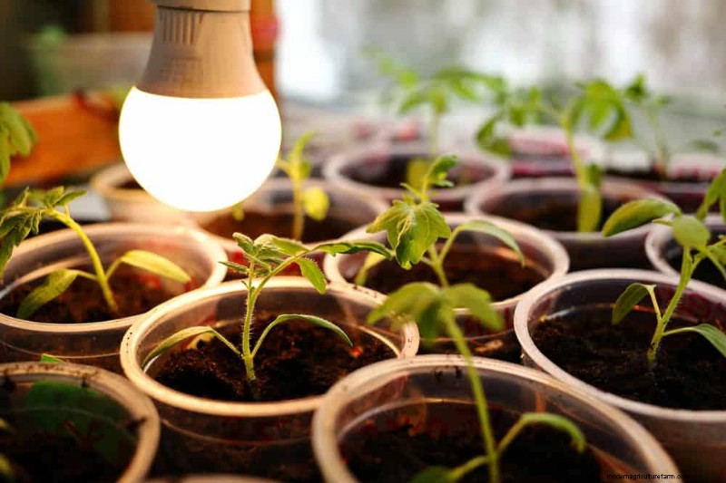 Master Indoor Gardening: 15 Proven Tips for Growing Plants Under Artificial Lights – Complete Setup Guide