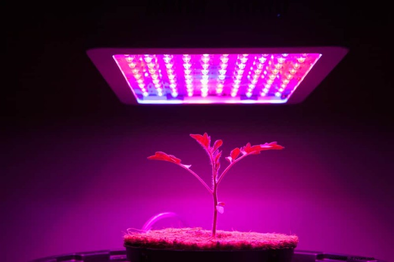 Master Indoor Gardening: 15 Proven Tips for Growing Plants Under Artificial Lights – Complete Setup Guide