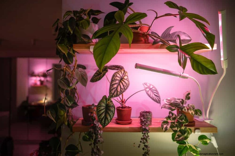 Master Indoor Gardening: 15 Proven Tips for Growing Plants Under Artificial Lights – Complete Setup Guide