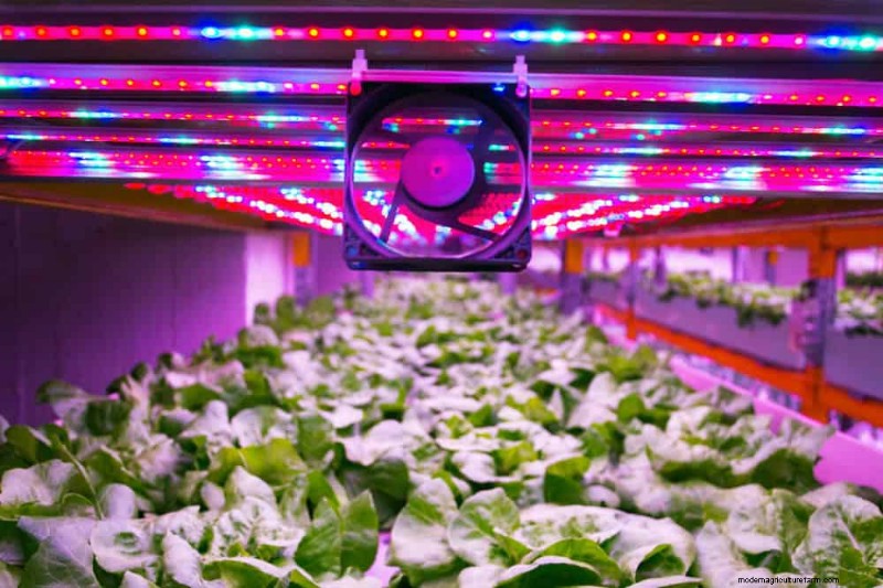 Master Indoor Gardening: 15 Proven Tips for Growing Plants Under Artificial Lights – Complete Setup Guide