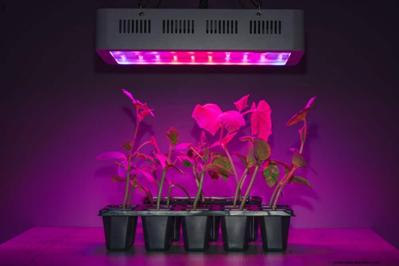 Master Indoor Gardening: 15 Proven Tips for Growing Plants Under Artificial Lights – Complete Setup Guide