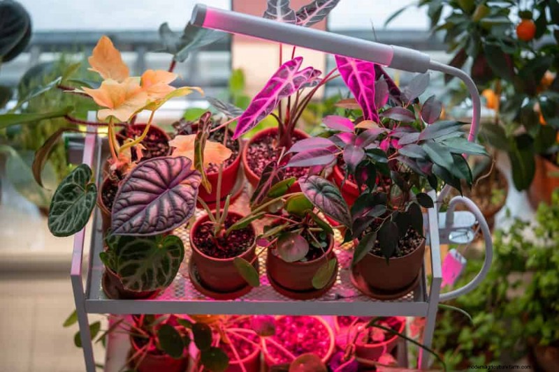 Master Indoor Gardening: 15 Proven Tips for Growing Plants Under Artificial Lights – Complete Setup Guide