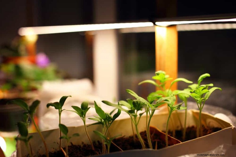 Master Indoor Gardening: 15 Proven Tips for Growing Plants Under Artificial Lights – Complete Setup Guide