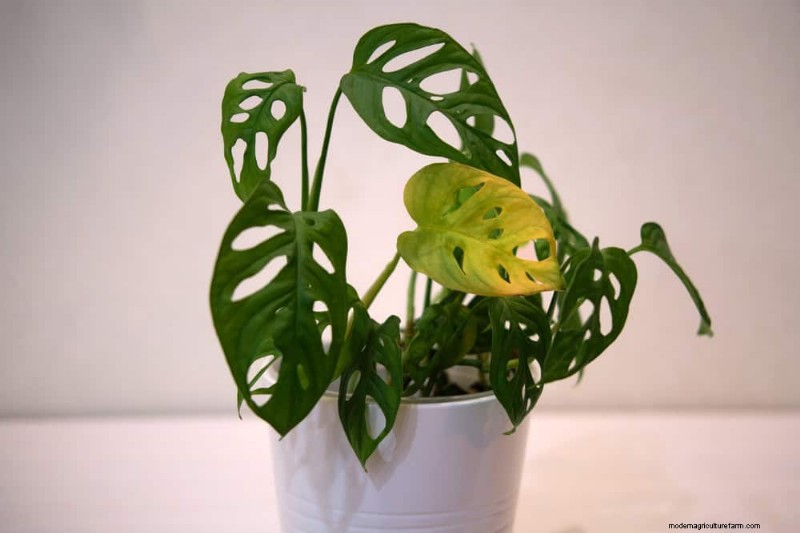 Master Indoor Gardening: 15 Proven Tips for Growing Plants Under Artificial Lights – Complete Setup Guide
