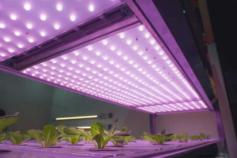 Master Indoor Gardening: 15 Proven Tips for Growing Plants Under Artificial Lights – Complete Setup Guide