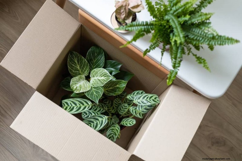 10 Proven Tips for Safe Winter Houseplant Transport