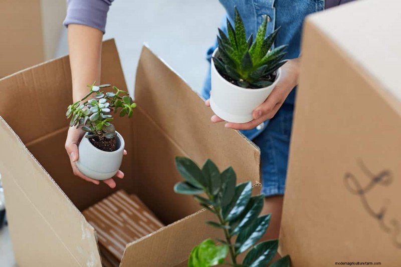 10 Proven Tips for Safe Winter Houseplant Transport