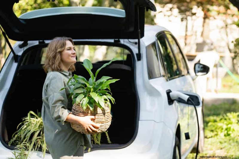 10 Proven Tips for Safe Winter Houseplant Transport