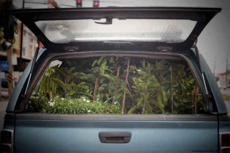 10 Proven Tips for Safe Winter Houseplant Transport
