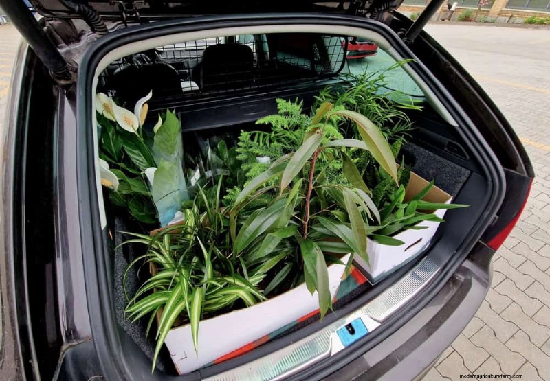 10 Proven Tips for Safe Winter Houseplant Transport