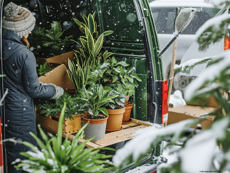 10 Proven Tips for Safe Winter Houseplant Transport