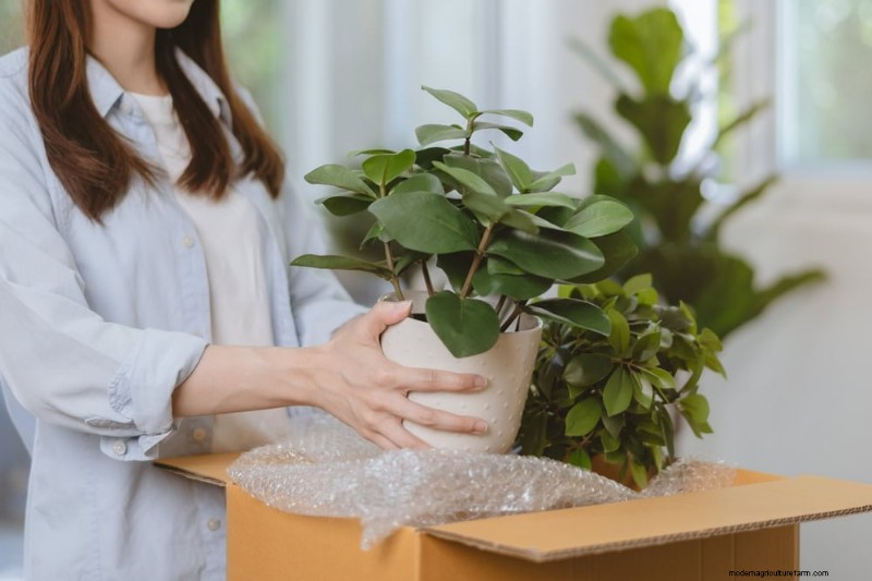 10 Proven Tips for Safe Winter Houseplant Transport