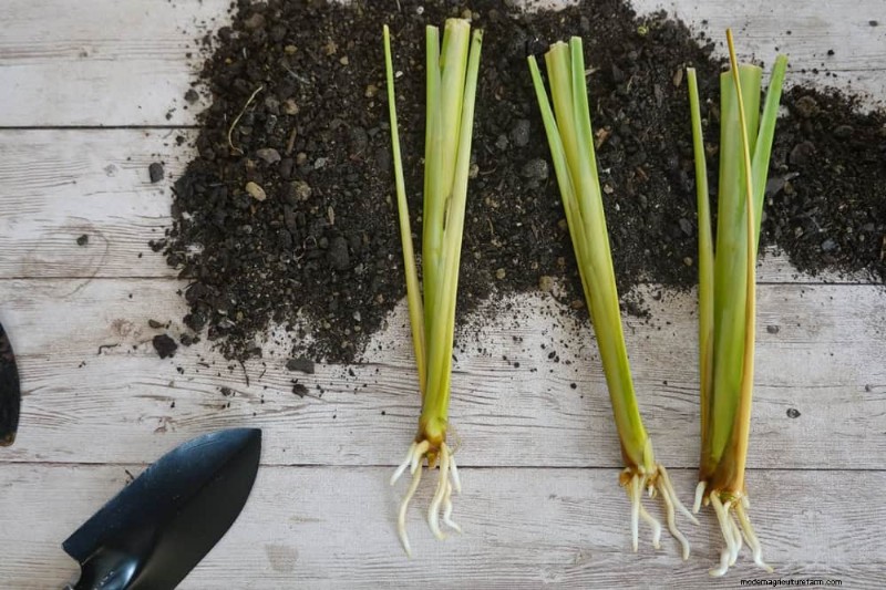 Winter Plant Propagation: 12 Proven Techniques for a Flourishing Garden