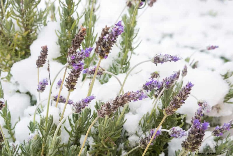 Winter Plant Propagation: 12 Proven Techniques for a Flourishing Garden