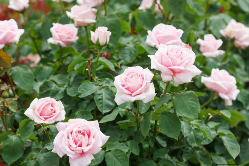 Winter Plant Propagation: 12 Proven Techniques for a Flourishing Garden