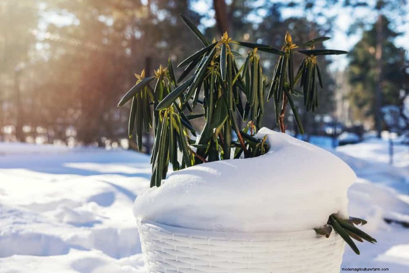 Winter Plant Propagation: 12 Proven Techniques for a Flourishing Garden