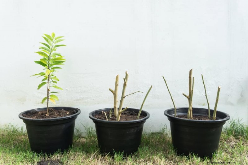 Winter Plant Propagation: 12 Proven Techniques for a Flourishing Garden