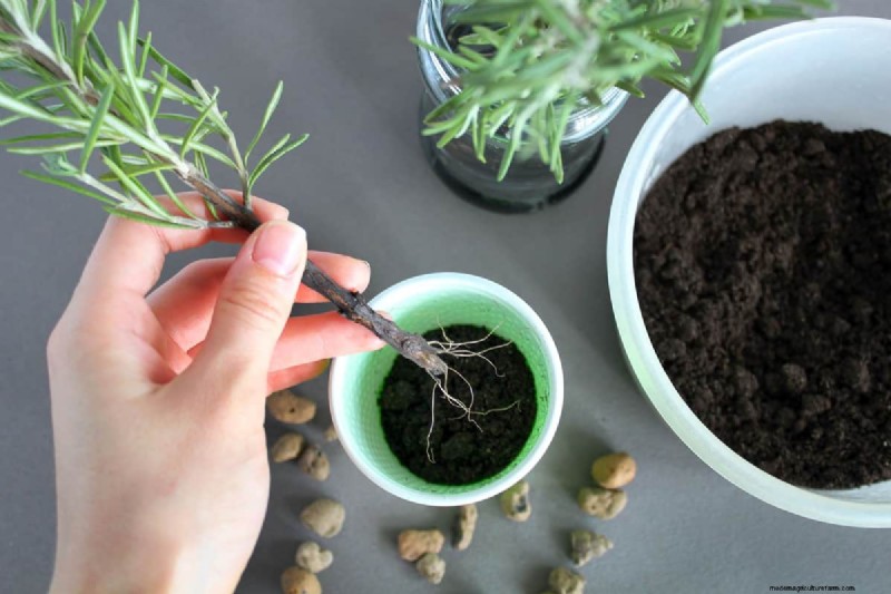 Winter Plant Propagation: 12 Proven Techniques for a Flourishing Garden