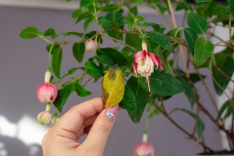 11 Expert Strategies to Keep Winter Houseplants Pest‑Free