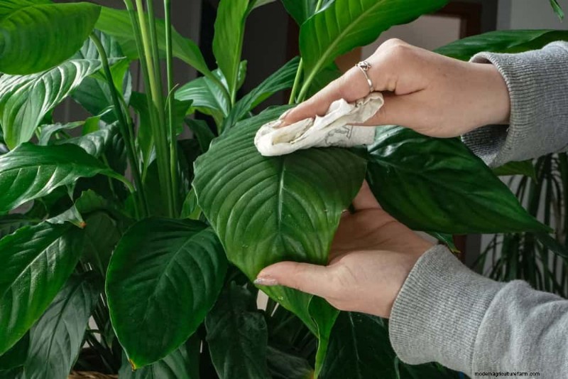 11 Expert Strategies to Keep Winter Houseplants Pest‑Free