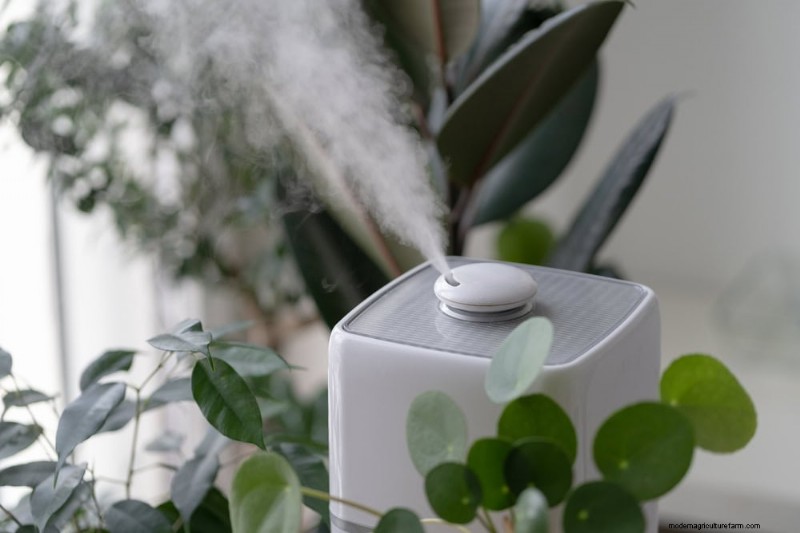 11 Expert Strategies to Keep Winter Houseplants Pest‑Free