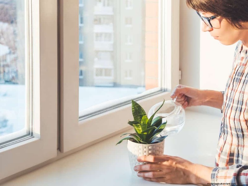11 Expert Strategies to Keep Winter Houseplants Pest‑Free