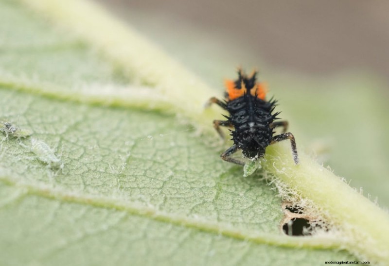 11 Expert Strategies to Keep Winter Houseplants Pest‑Free